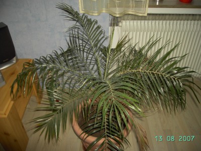 Palme 001.jpg