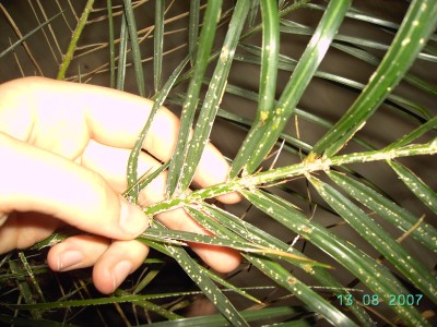 Palme 004.jpg