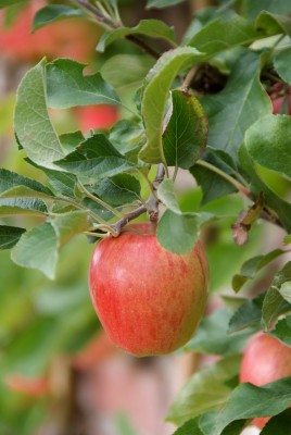 2523-Obstgarten.jpg