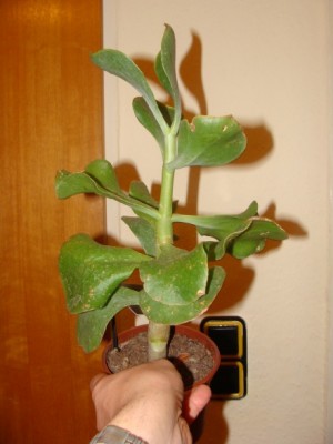 Meine Bilder 1428a.jpg