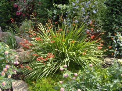 Crocosmia voll auf.jpg