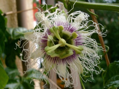 P. edulis f. edulis 2.JPG