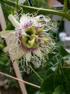 P. edulis f. edulis.JPG