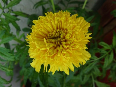 balkonblume-blüte.jpg