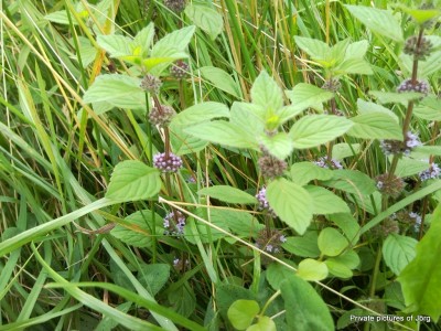 SNC00990.JPG