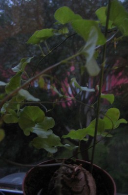 Bild green24 358.jpg