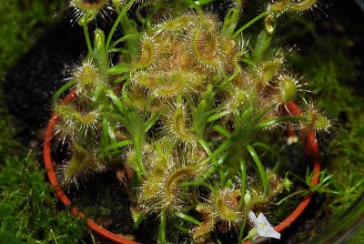 dsc_2886_Drosera_scorpioides.jpg