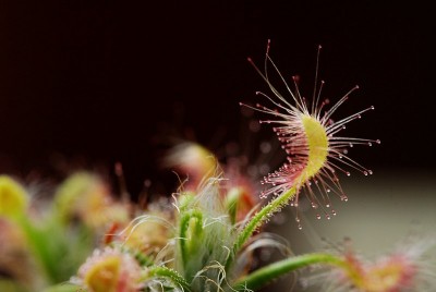 dsc_2237_D_scorpioides.jpg