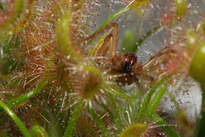 dsc_2476_D_scorpioides_Dornfinger.jpg
