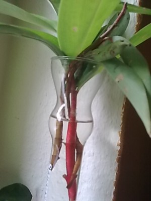 ..welche Pflanze...JPG