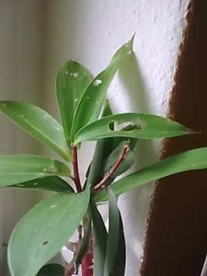 ..welche Pflanze.JPG