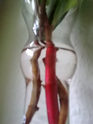 ..welche Pflanze.....JPG