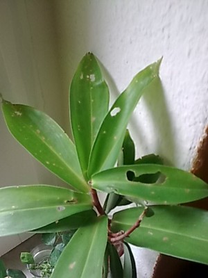 ..welche Pflanze...JPG