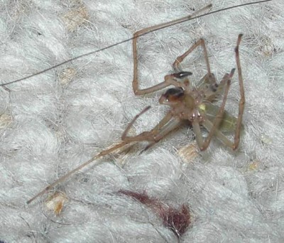 Spinne.jpg