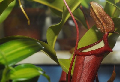 dsc_2870_Nektar_Nepenthes_Hybride.jpg