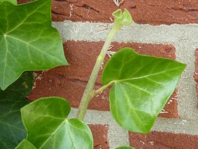 Efeu (1) - Kopie (450x338).jpg