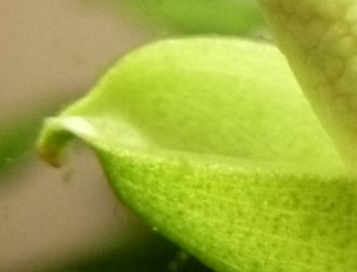 Kopie von Kopie von P1010641.JPG