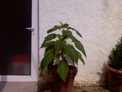 Foto-0001.jpg