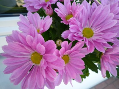 Chrysantheme1.JPG