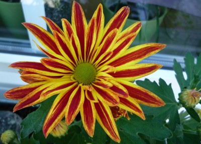 Chrysantheme.JPG