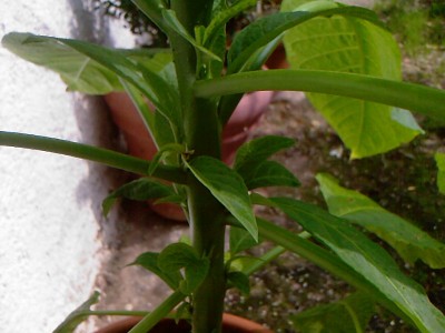 Foto-0002.jpg