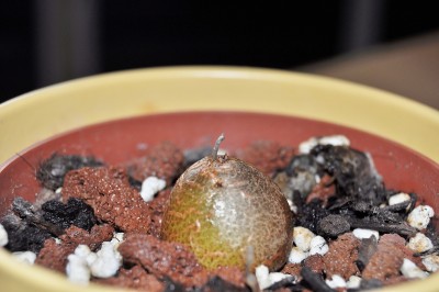 dioscorea 001 (2000x1328).jpg