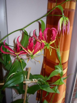 2011-07-10.JPG