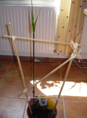 2011-05-26.JPG