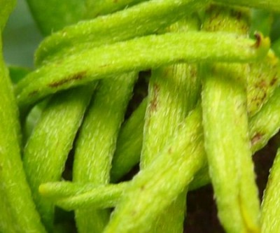 raetsel2 - Kopie (450x375).jpg