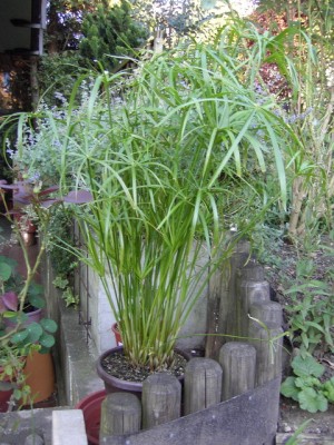 Zypergras 04.08.07.JPG