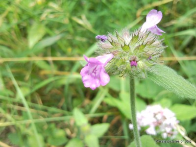 SNC01029.JPG