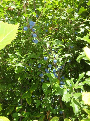 Probe_2_Prunus_2.jpg