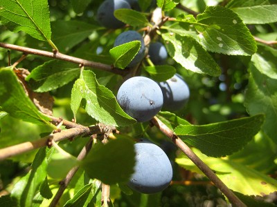 Probe_2_Prunus_1.jpg