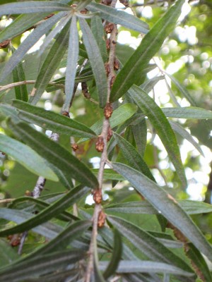 Probe_4_Knospen.jpg