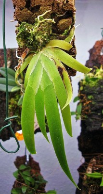 Plectrophora triquetra (1).jpg