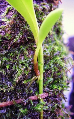 Stelis 2011-124 (1).jpg