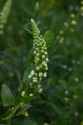 XMG_004_8544_1.jpg