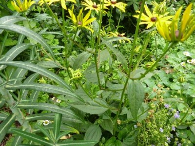 026 (2) - Kopie (450x338).jpg