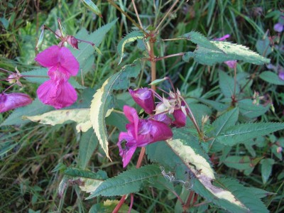 panaspring.JPG