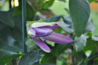 passi amethyst etc 001 (2000x1328).jpg