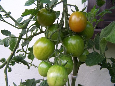 Bild 015.jpg