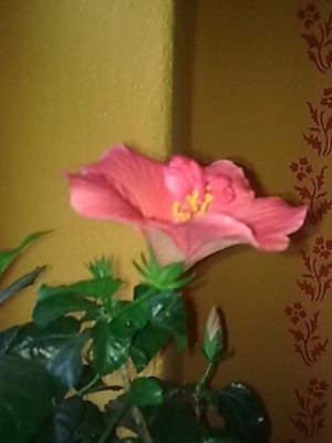 ..Hibiskus.....JPG