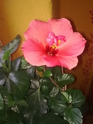 ..Hibiskus...JPG
