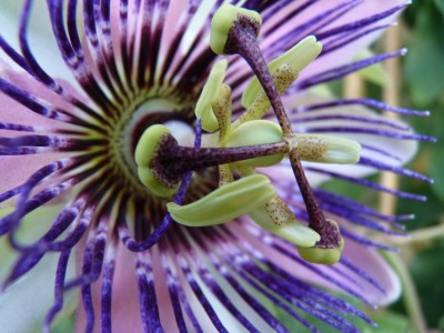 perfume passion3.jpg