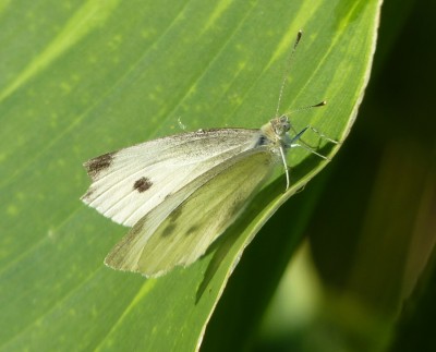 schmetterling.jpg