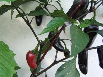 Bild 014.jpg
