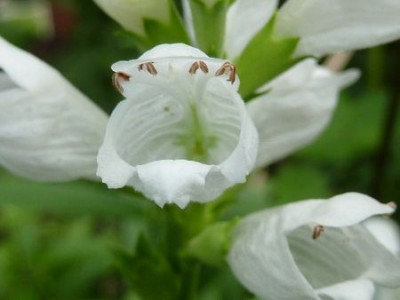 063 - Kopie (450x338).jpg