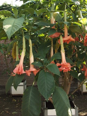 DSCF0259.JPG