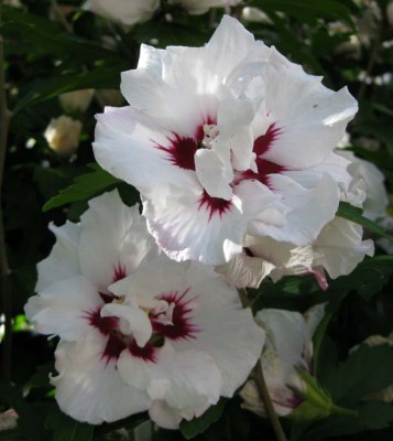 GartenHibiskus weiß gefüllt_0967.jpg