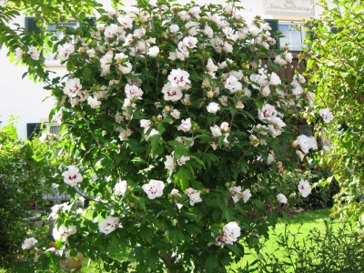 GartenHibiskus weiß gefüllt_0965.jpg